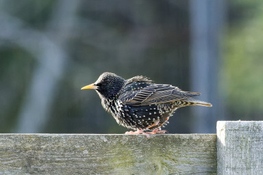 Starling.jpg
